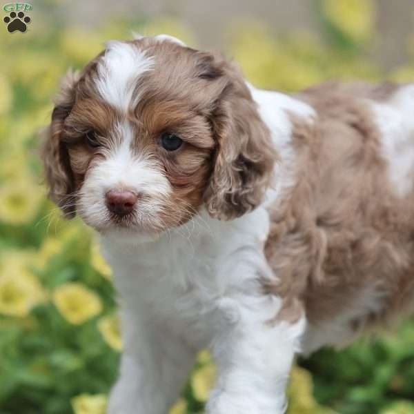 Dusty, Cavapoo Puppy